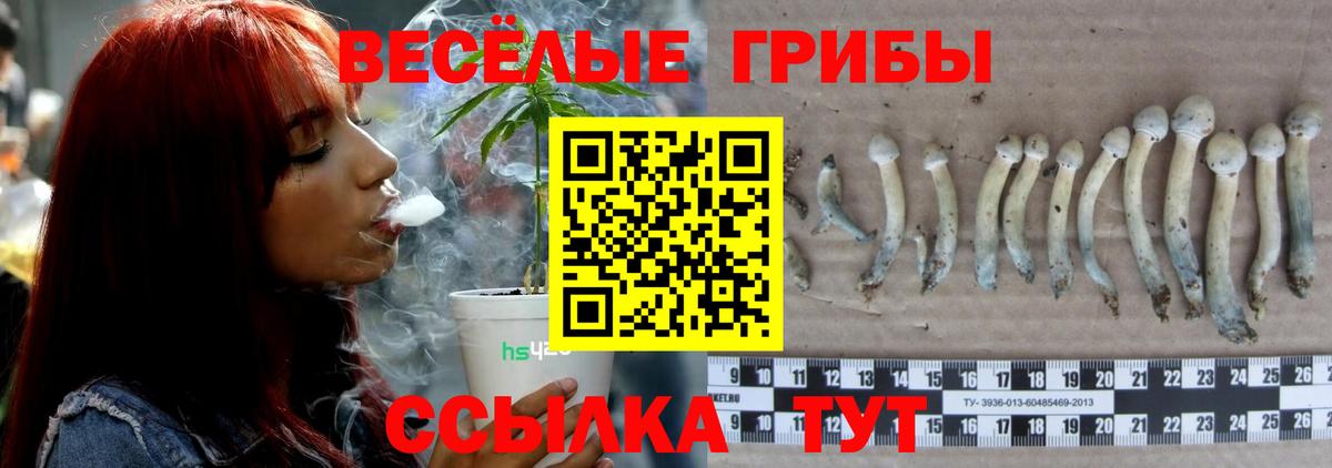 Псилоцибиновые грибы Psilocybe  Вход с VPN  Якутск 